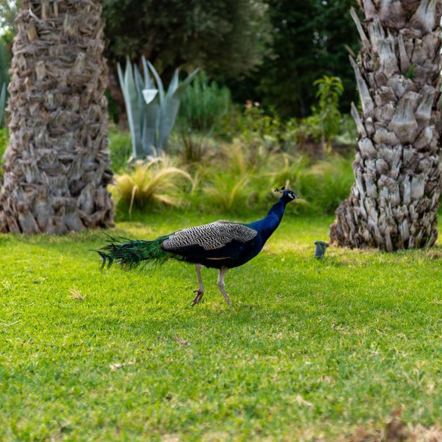 Domaine Alma Marrakech Villa มาร์ราเกช ภายนอก รูปภาพ